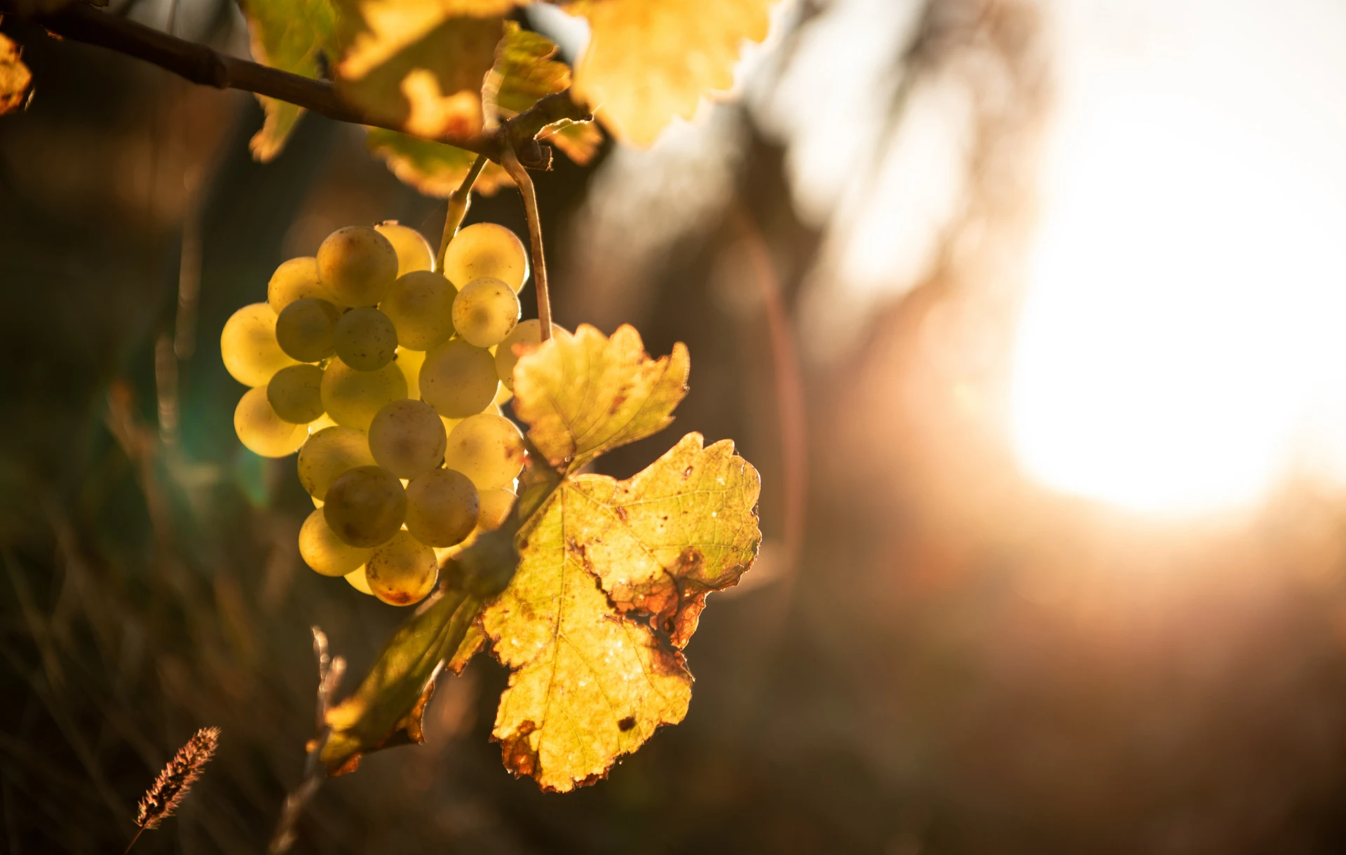 Photo vigne raisin Edouard Leiber